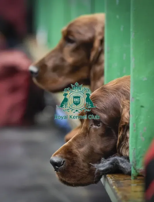 Framed Print : Crufts 2018 Framed Print : Crufts 2018