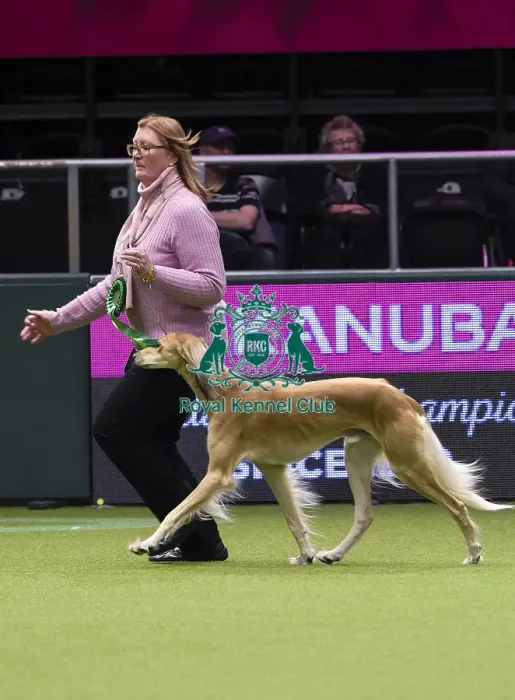 Framed Print : Crufts 2018 Framed Print : Crufts 2018