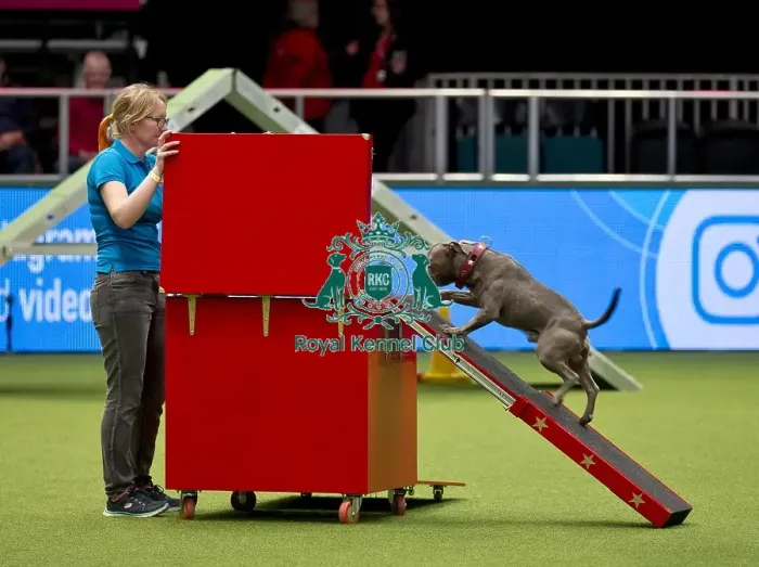 Framed Print : Crufts 2018 Framed Print : Crufts 2018