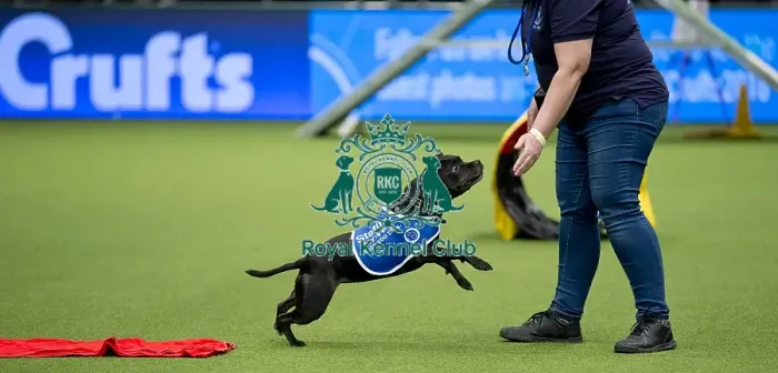 Framed Print : Crufts 2018 Framed Print : Crufts 2018