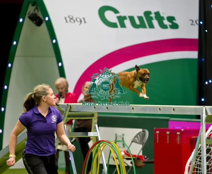Framed Print : Crufts 2018 Framed Print : Crufts 2018