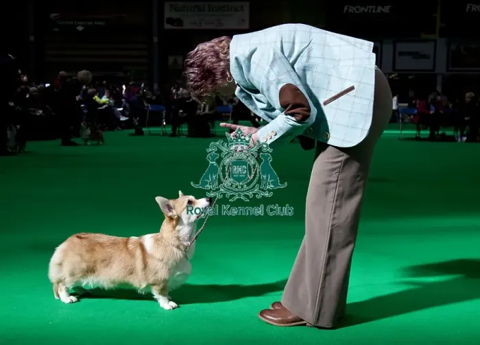 Framed Print : Crufts 2018 Framed Print : Crufts 2018
