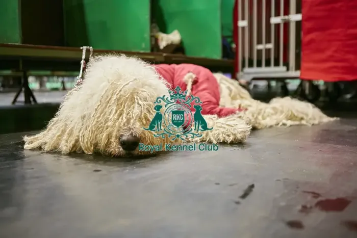 Framed Print : Crufts 2018 Framed Print : Crufts 2018
