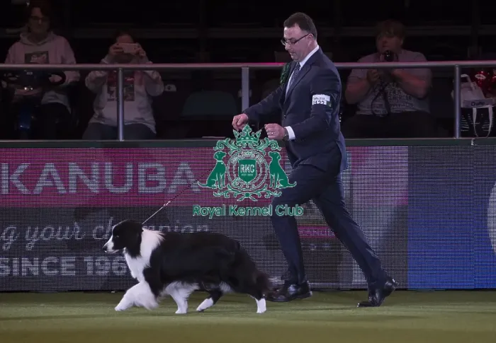 Framed Print : Crufts 2018 Framed Print : Crufts 2018