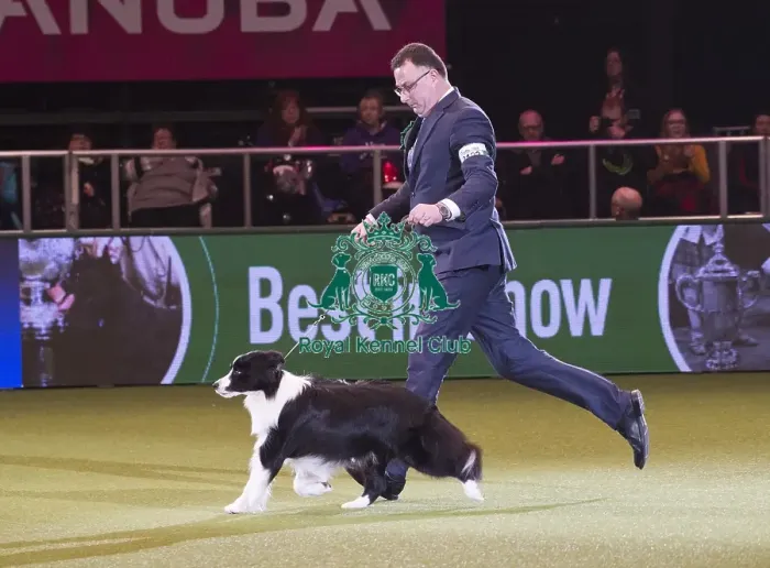 Framed Print : Crufts 2018 Framed Print : Crufts 2018