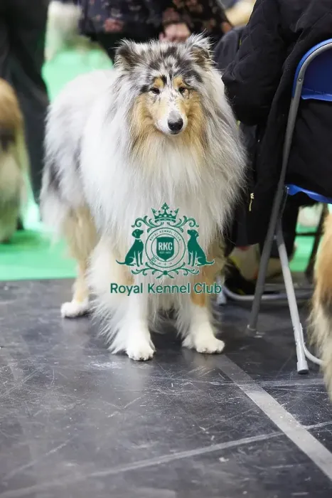 Framed Print : Crufts 2018 Framed Print : Crufts 2018