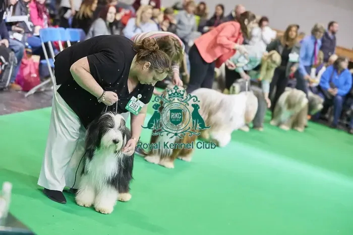 Framed Print : Crufts 2018 Framed Print : Crufts 2018