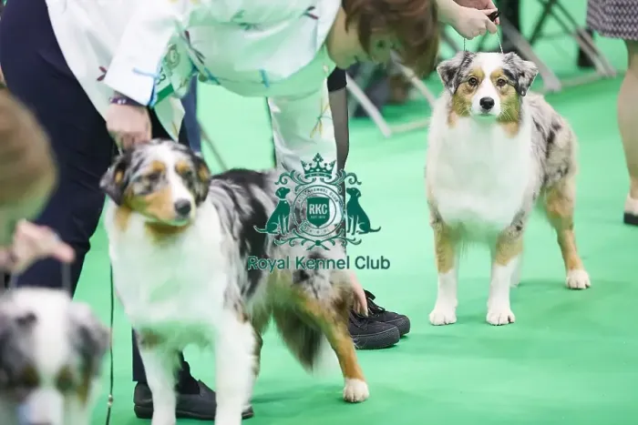 Framed Print : Crufts 2018 Framed Print : Crufts 2018