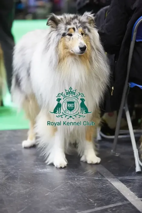 Framed Print : Crufts 2018 Framed Print : Crufts 2018