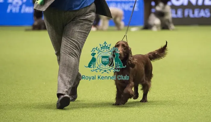 Framed Print : Crufts 2018 Framed Print : Crufts 2018