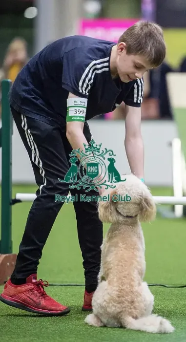 Framed Print : Crufts 2018 Framed Print : Crufts 2018