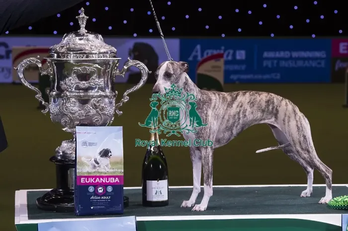 Framed Print : Crufts 2018 Framed Print : Crufts 2018