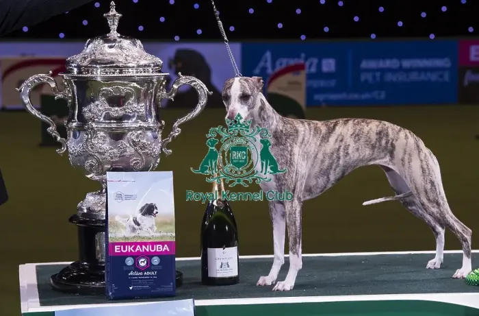 Framed Print : Crufts 2018 Framed Print : Crufts 2018