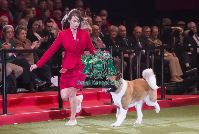Framed Print : Crufts 2018