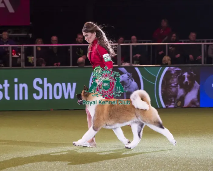 Framed Print : Crufts 2018 Framed Print : Crufts 2018