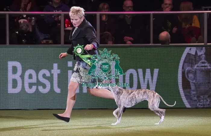 Framed Print : Crufts 2018 Framed Print : Crufts 2018
