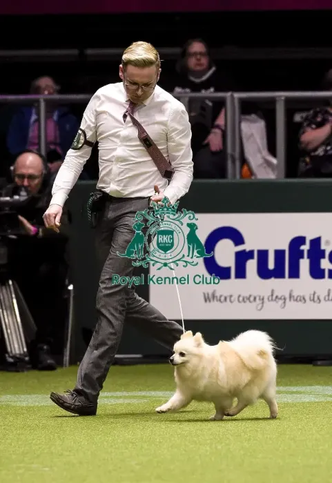 Framed Print : Crufts 2018 Framed Print : Crufts 2018