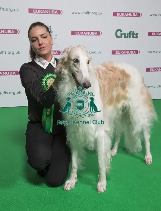 Framed Print : Crufts 2018 Framed Print : Crufts 2018