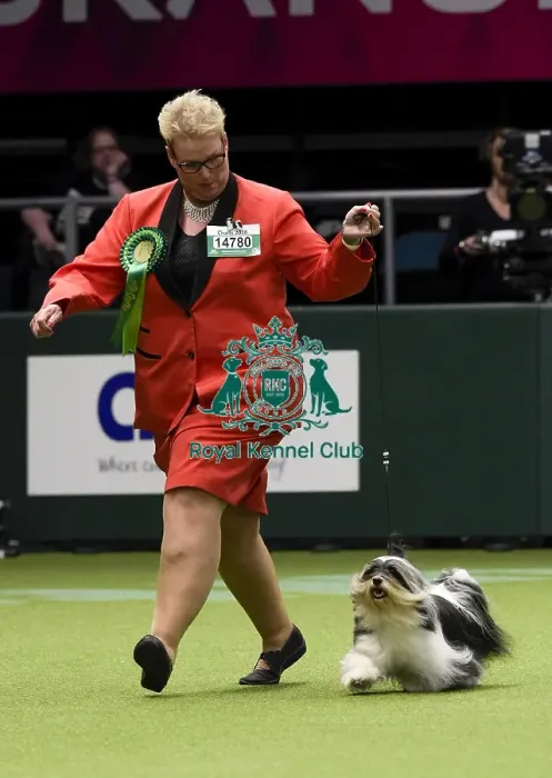 Framed Print : Crufts 2018 Framed Print : Crufts 2018