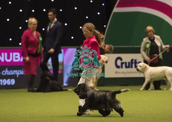 Framed Print : Crufts 2018 Framed Print : Crufts 2018