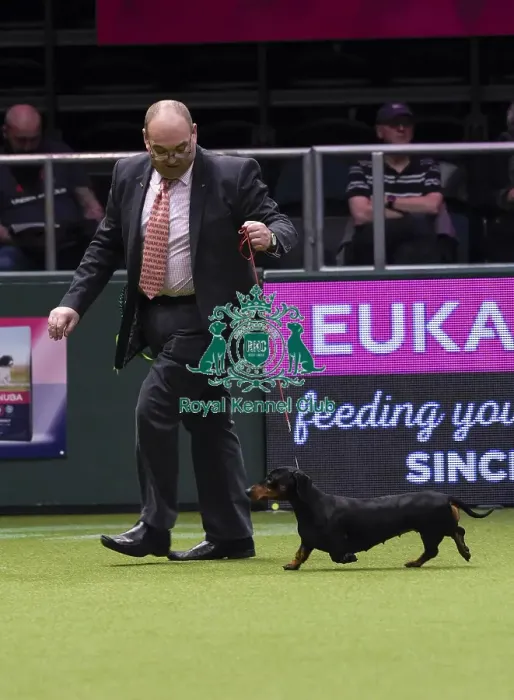 Framed Print : Crufts 2018 Framed Print : Crufts 2018