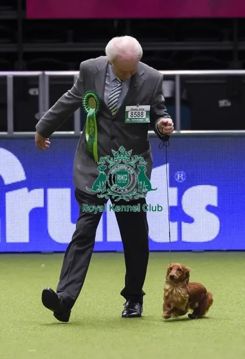 Framed Print : Crufts 2018 Framed Print : Crufts 2018