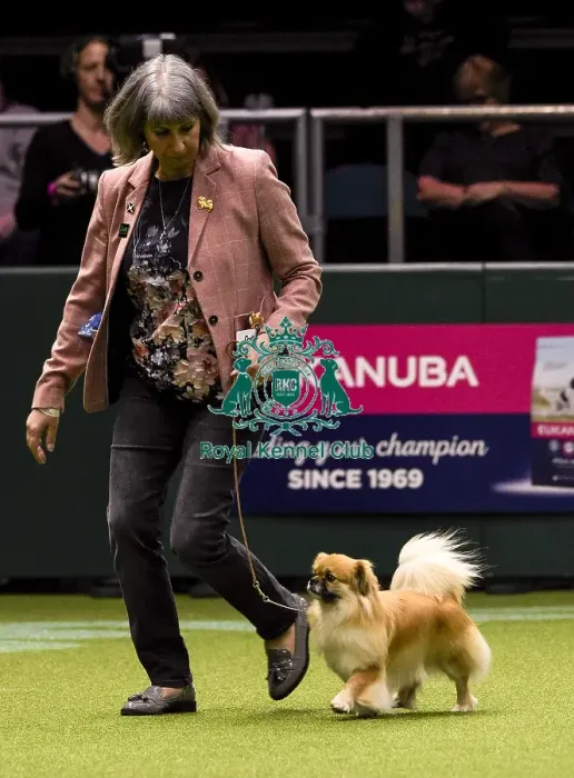 Framed Print : Crufts 2018 Framed Print : Crufts 2018