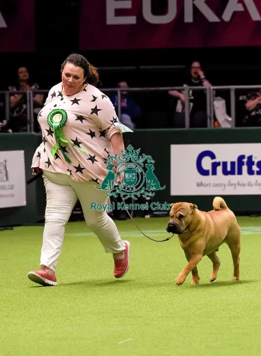 Framed Print : Crufts 2018 Framed Print : Crufts 2018