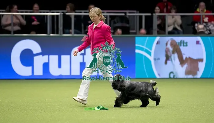 Framed Print : Crufts 2018 Framed Print : Crufts 2018