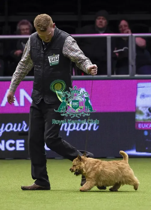 Framed Print : Crufts 2018 Framed Print : Crufts 2018