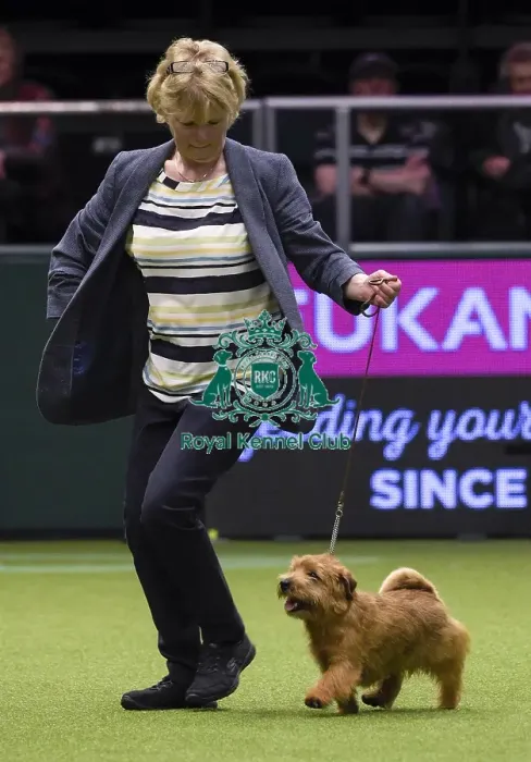 Framed Print : Crufts 2018 Framed Print : Crufts 2018
