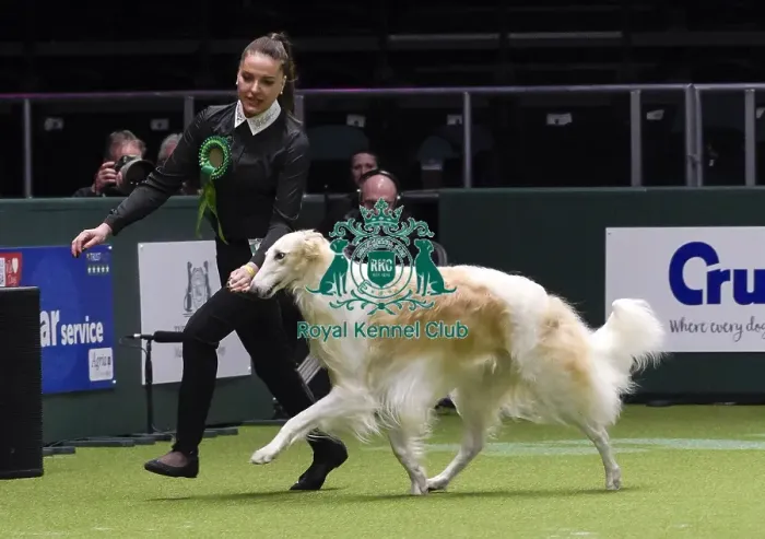 Framed Print : Crufts 2018 Framed Print : Crufts 2018