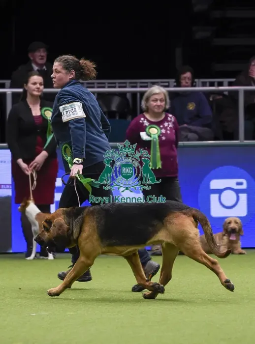Framed Print : Crufts 2018