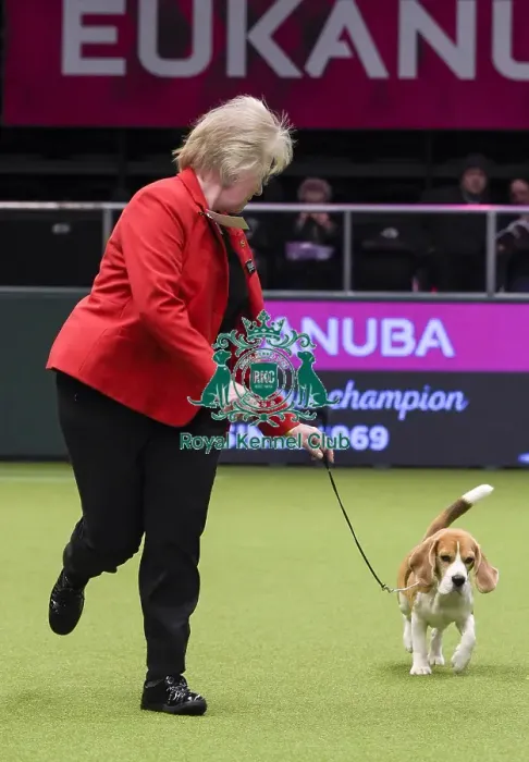 Framed Print : Crufts 2018 Framed Print : Crufts 2018