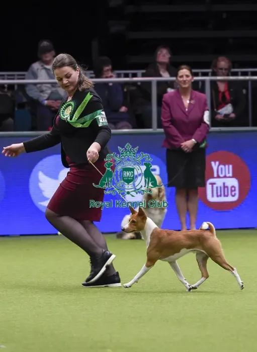 Framed Print : Crufts 2018 Framed Print : Crufts 2018