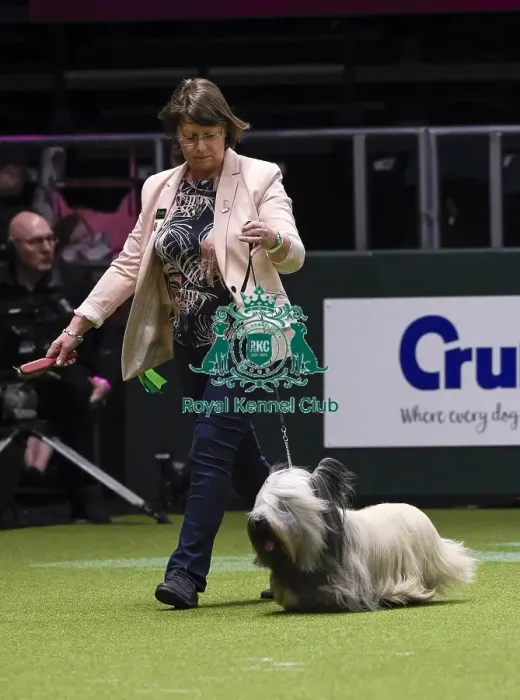 Framed Print : Crufts 2018 Framed Print : Crufts 2018