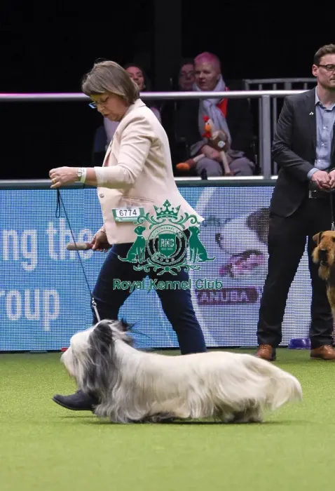 Framed Print : Crufts 2018 Framed Print : Crufts 2018