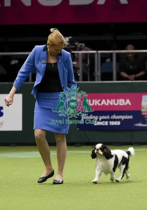 Framed Print : Crufts 2018 Framed Print : Crufts 2018