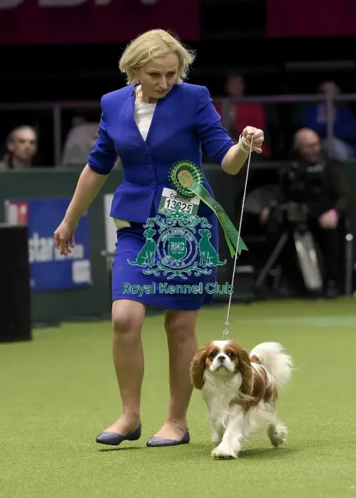Framed Print : Crufts 2018 Framed Print : Crufts 2018