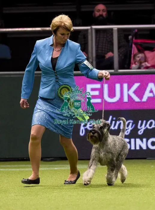 Framed Print : Crufts 2018 Framed Print : Crufts 2018