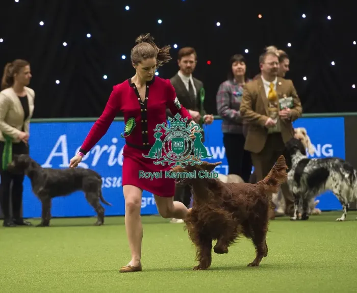 Framed Print : Crufts 2018 Framed Print : Crufts 2018