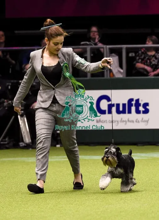 Framed Print : Crufts 2018 Framed Print : Crufts 2018