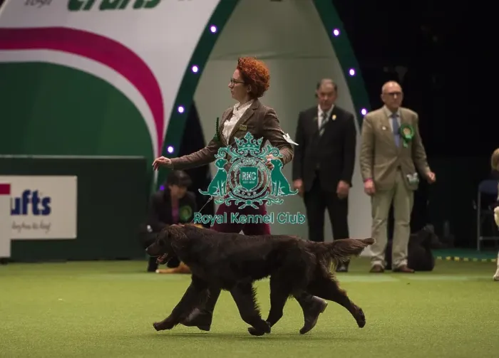 Framed Print : Crufts 2018 Framed Print : Crufts 2018