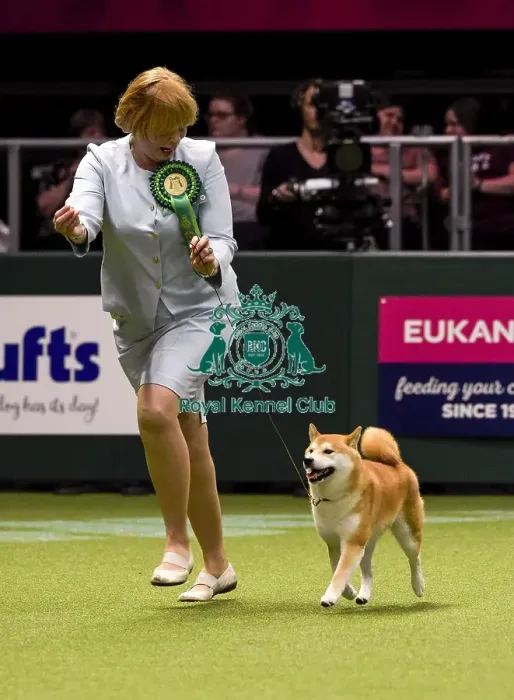 Framed Print : Crufts 2018 Framed Print : Crufts 2018