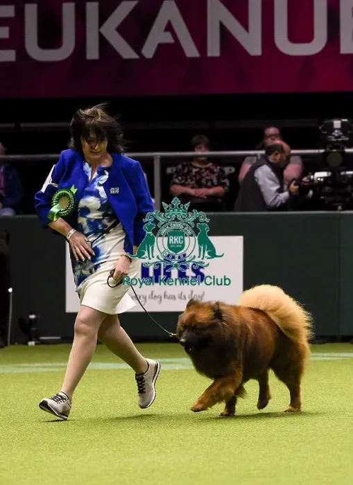 Framed Print : Crufts 2018 Framed Print : Crufts 2018