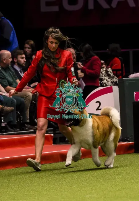Framed Print : Crufts 2018 Framed Print : Crufts 2018