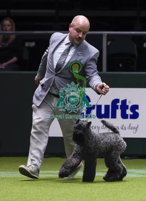 Framed Print : Crufts 2018 Framed Print : Crufts 2018