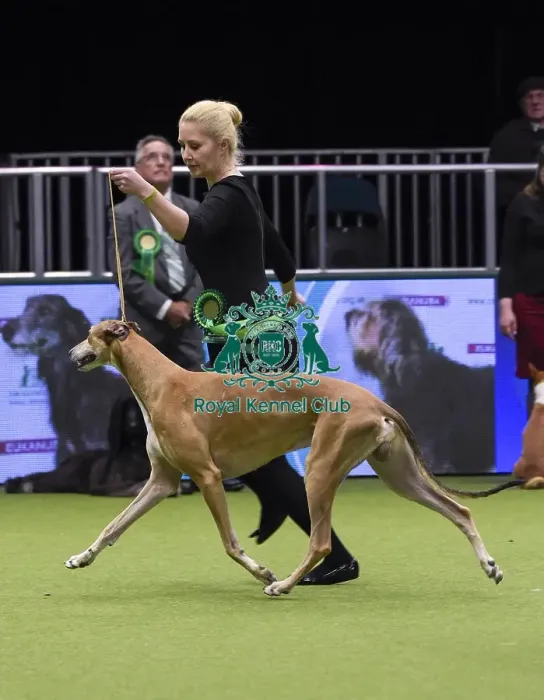 Framed Print : Crufts 2018 Framed Print : Crufts 2018