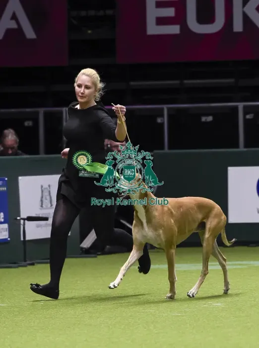 Framed Print : Crufts 2018 Framed Print : Crufts 2018