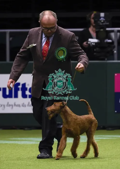 Framed Print : Crufts 2018 Framed Print : Crufts 2018